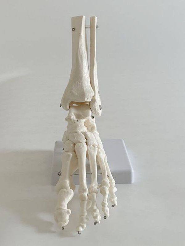Taifu Model Ankle Joint with Leg Bone, Foot Bone Specimen, Follow Bone Bulk Craft Art Medical Teaching Decoration