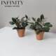 Simulated Eucalyptus Potted Plant with Red Pottery Flower Pot French Pastoral Style ins Scandinavian Christmas Decoration Home Furnishings