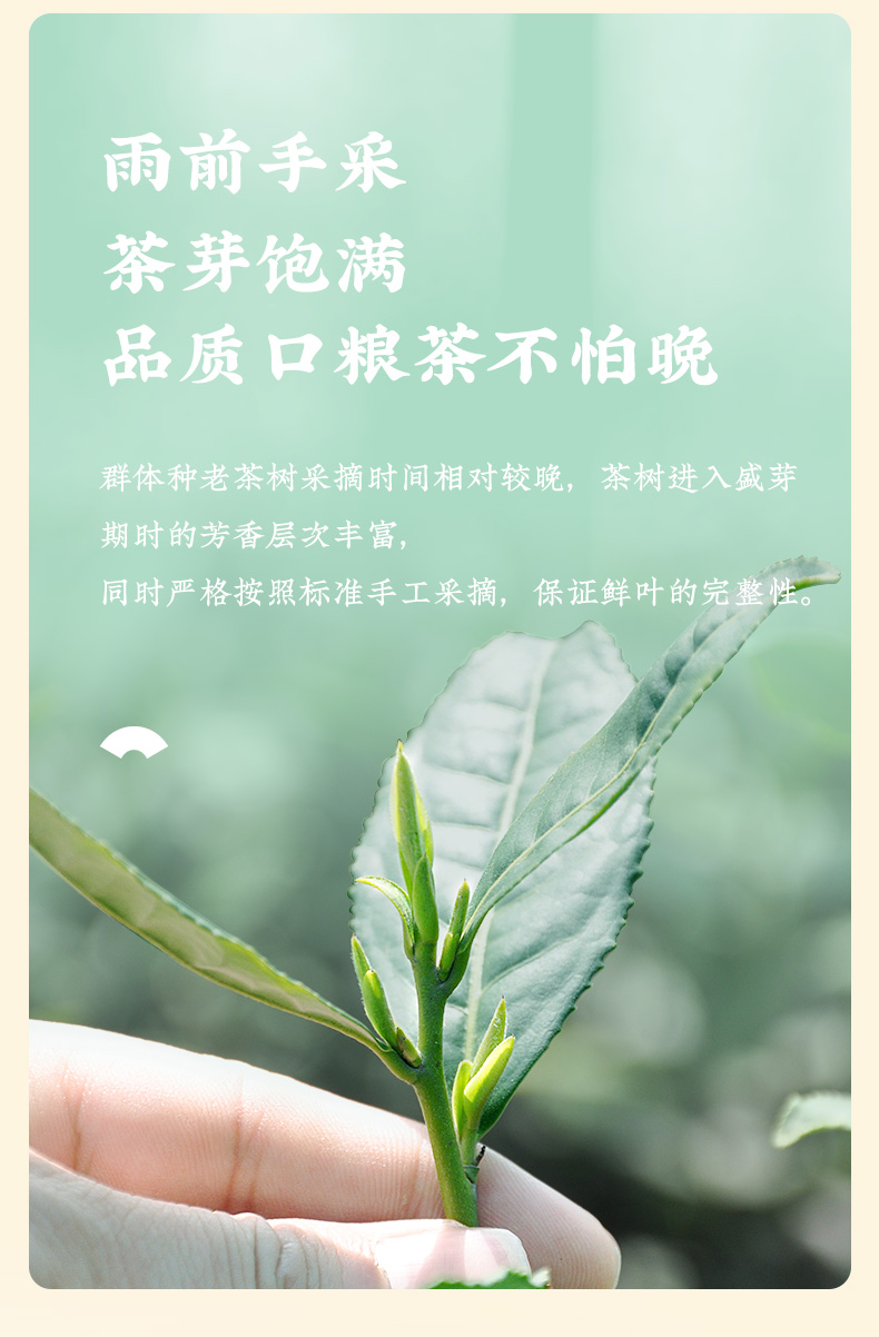 2022年新茶 卢正浩 雨前龙井茶 200g 图6
