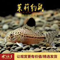 JASMINE BAO WEN RAT JULIE LEOPARD RAT TROPICAL IMPORTED PUREBRED MORLEY PEARL RAT BENTHIC CLEANING AND WIPING TANK TOOL RAT FISH