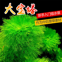 Size Pagoda Green Feather Green Pine Tail Bamboo Festival Grass Golden Fish Algae Wheel Raw Middle Rear View Water Grass Freshwater Fish cylinder Scape Grass