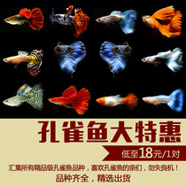 Boutique guppy fish Moscow blue grass tail American all red blue dress sky blue Brazil red fan high-end guppies