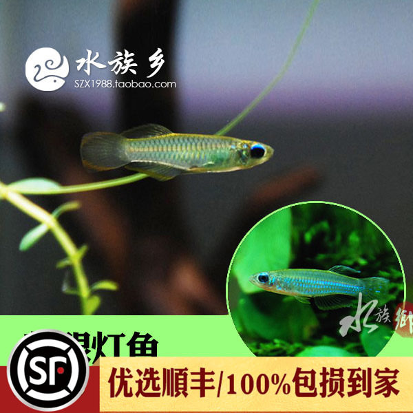Blue Eyed Light Fish Water Straw Cylinder Blue Eyes Small Fish Freshwater Tropical Ornamental Fish Group Tours Queen Greyfish Live Fish