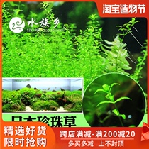 Aquarium township] Japanese pearl grass four-leaf pearl grass star grass fish tank rear view water plant landscape master recommended
