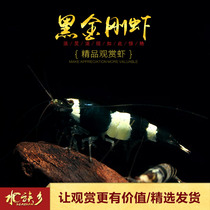 Black diamond crystal shrimp Pure blood Advanced blue Black Diamond crystal shrimp Ornamental shrimp Live freshwater grass tank cleaning shrimp