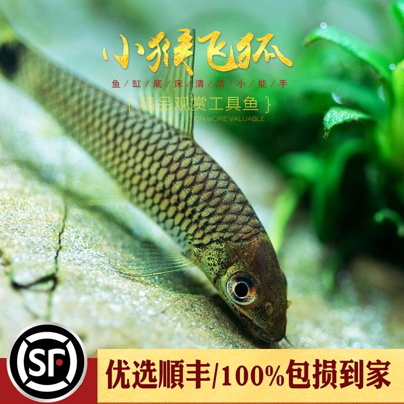 Little monkey flying fox black line golden thread watery tank ornamental fish live special cleaver silk algae algae buster tool fish