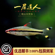 Artificial one-brow Taoist tropical pet ornamental fish lantern fish light aquatic grass tank small fish red eyebrow Taoist living body