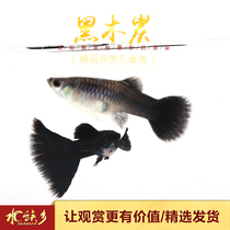 Aquarium Township] Black charcoal Peacock black dress Moscow blue thoroughbred Boutique Tropical viviparous fish living