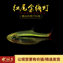 Aquarium Township] Red-tailed gold line lantern aquarium red-tailed gold silk group tour tropical viewing small freshwater lantern fish