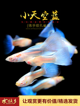 Small sky Blue trainer Entry-level guppie Small tropical ornamental fish Viviparous small fish Blue and white glass live