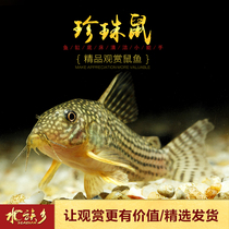Aquarium Township] Pearl rat fish red-winged Pearl rat water tank eat garbage cleaning tool bottom fish
