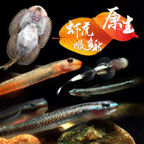 Indonesian Goby Native ornamental fish Orange kiss Ziling cucumber White-faced red lip red waist Blue-faced purple fin live fish