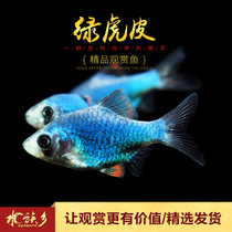 Green tiger skin tropical ornamental fish tiger pattern four sapphires freshwater group swimming three tiger skin fish small fish live fish