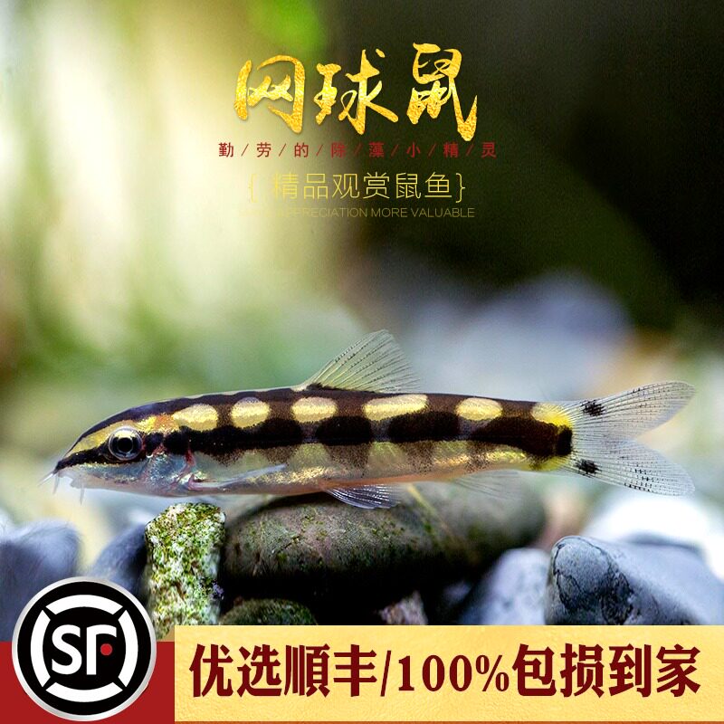 Aquatic Countryside] Tennis Rat Thai Import Instrumental Fish Cleaning Fish Tank Residual Bait Lively Wenshun Reticulated Rat Fish Nets