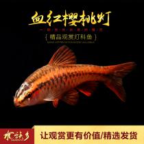 Aquarium Township] Blood red cherry lamp small tropical Red Rose crucian carp aquatic plant fish tank group tour lantern fish live