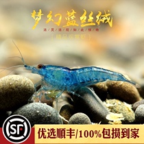 Super blue velvet water tank tropical viewing pet living pure Taiwanese algae removal shrimp tools cleaning shrimp