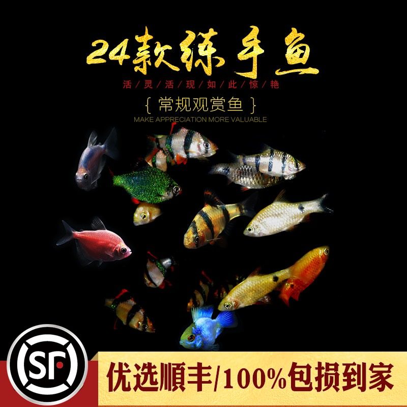 Training-level ornamental fish tiger skin four green sapphire red sword Mary rainbow tiger shark color group light grass tank small fish