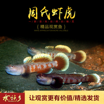 Zhous gobby field love kiss shrimp Tiger Chinese native rare species new red kiss class Zhous SP stream fish