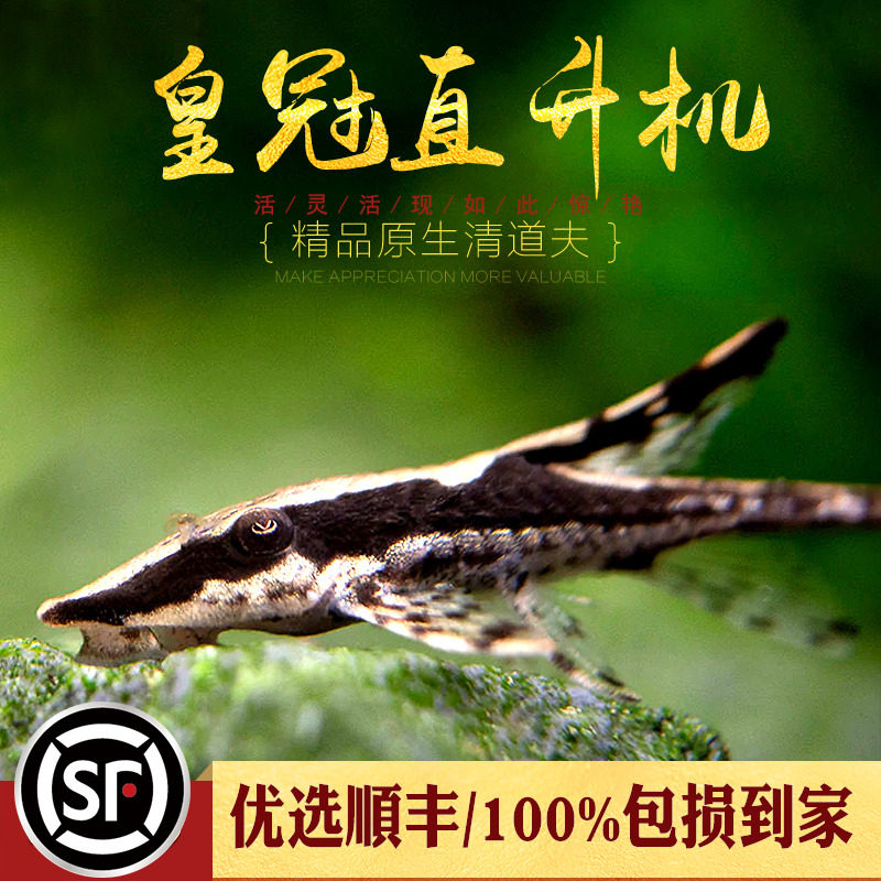 Crown Helicopter Small Tropical Fish Special Fish Ornamental Tool Fish Red Dragonfly Strong Effect Algae Abnormal Fish Living