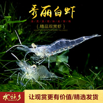 Aquarium Township] Xiuli White Shrimp Taihu White Shrimp Grass Tank Algae Tools Shrimp Ornamental Shrimp Ecological Tank Landscape Living Living