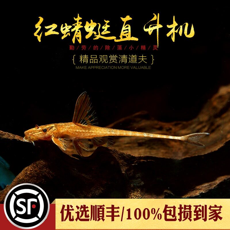 Aquarium Township] Red Dragonfly helicopter special-shaped tropical freshwater tool grass tank small clean algae-removing live fish
