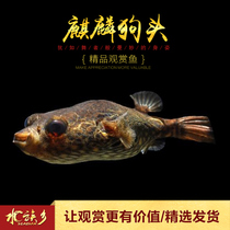 Kirin dog head Golden Unicorn dog head fish carnivorous Diamond puffer fish tropical fish fierce small fish live