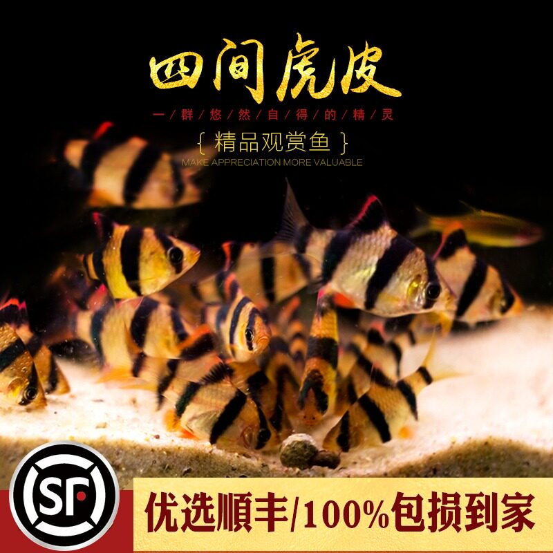 Four novice tropical fish watching fish fish golden yellow and blue green tiger skin tub small fish living