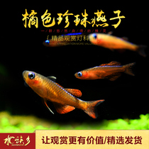 Aquarium Township] Orange Pearl swallows aquarium group swimming blue neon Alu yellow sail Orange Pearl live fish