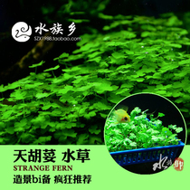 Aquarium Township] Tian Coriander Aquarium Tianhu Qiantian Lake Sunland Money Water Grass Fish Tank Prospect Grass Landscape