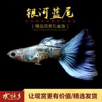 Aquarium Township] Galaxy Blue Tail Galaxy Moscow Blue Snake Ice Blue New Product Tropical Thoroughbred Guppies Live