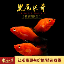 Black-tailed Mickey Small viviparous fish Red Mickey Gold Mickey Tricolor Maryfish Beginner Ornamental Fish