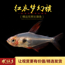 Aquarium Township] Red dress dream flag South America wild imported small ornamental fish red rose grass tank lantern fish