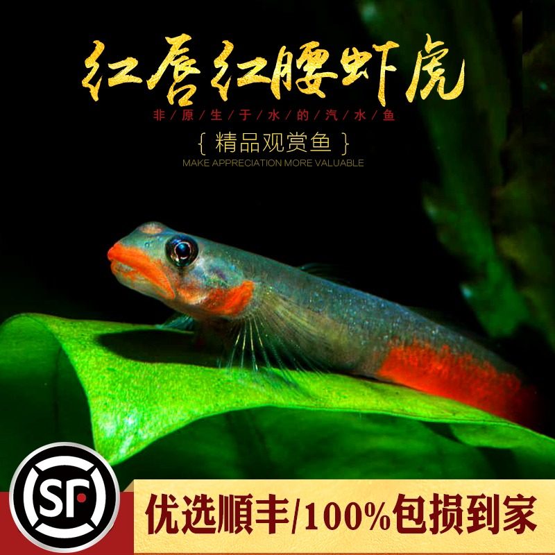 Water ethnic group] Red lip red waist shrimp tiger fish native view small freshwater cold water fish tank Pets Tiger Living