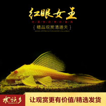 Aquarium Township]Gold red-eyed queen boutique Queen big sail shaped clear tank scavenger Tropical fish Ornamental fish