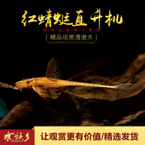 Aquarium township] Red dragonfly helicopter shaped tropical freshwater tool grass tank small cleaning algae removal live fish