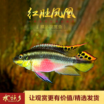 Aquarium Township] Red belly Phoenix fish South America West African short bream cichlid fish tropical ornamental fish Dutch red belly Phoenix fish