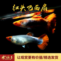 Aquarium Township] Red-headed Brazilian Red Fan Tropical Watching Pet Fish Brazil Fan Small Fish Tank Living Anchovy