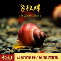 Purple snail ornamental pet purple Lily snail living mystery snail freshwater ivory snail grass tank algae removal tool snail