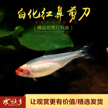 Aquarium Township] Red-nosed scissors fish modified version of albino Red Nose scissors fish small grass tank traffic light fish group swim