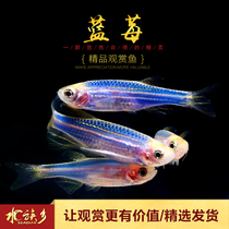 Aquarium Township] Purple-blue zebrafish 20K fluorescent red-blue-yellow purple-spotted horse Taiwan gene fish grass tank group swimming living body