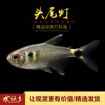 Aquarium Township] Head and tail light freshwater small tropical group swimming aquarium lantern family pet fish electric light fish bag living body