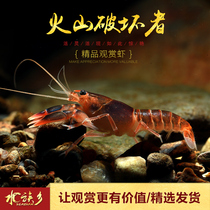 Aquarium] Volcano destroyer ornamental crayfish Indonesian lobster interstellar Sky Blue Devil live freshwater pet shrimp