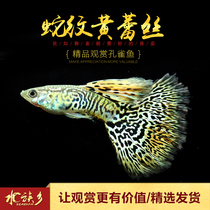 Metal grain yellow lace boutique purebred anchoviparous fish ornamental fish metal yellow lace live