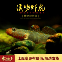 Aquarium Township] Original Creek gobies cold water ornamental fish mausoleum white face yellow lip cheek sticky skin Creek kiss shrimp Tiger