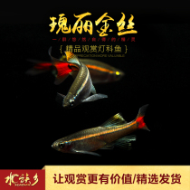 Aquarium township] Magnificent gold silk modified gene freshwater fish tank small gold silk lamp fish tropical group swimming fish living body