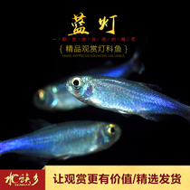 Blue Congo lantern fish small tropical ornamental fish water grass fish tank colorful flashing blue line lantern family freshwater group swimming live