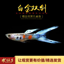 Aquarium Township] Platinum Double Sword Aquatic Tank Freshwater Small Tropical Ornamental Fish Galaxy Platinum Double Sword Peacock Fish