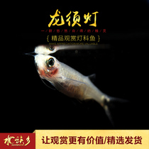 Aquarium Township] Dragon beard fish oil film dragon beard Phoenix Lantern Dragon fish small lantern family lantern aquarium tool fish