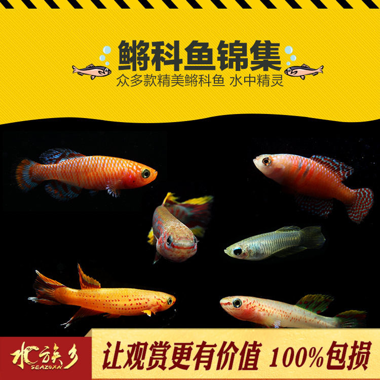 Beautiful baby killifish queen blue eyes dreamy colorful yellow color blue color gold flame fire unicorn killifish