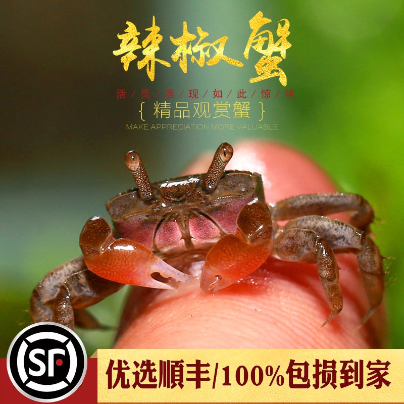 Chilli crab water straw cylinder Ecobottle amphibious pet cylinder Land residence ornamental deep water crab micro landscape Alternative living body cute